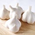 China Supply Crop Normal White Fresh Garlic Factory